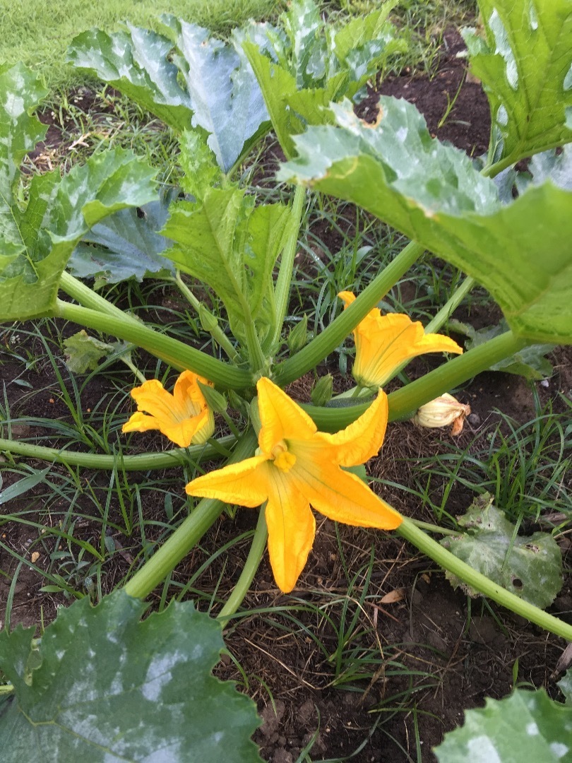 初夏の畑 6月 ズッキーニとトマト はたけの種